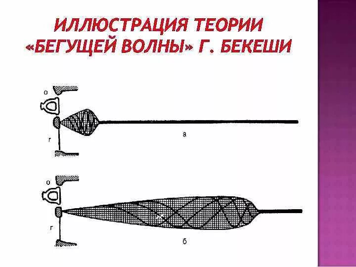 Гидродинамическая теория слуха бекеши. Теория бегущей волны бекеши. Теория восприятия звуков г.Гельмгольц г.бекеши. Теория бекеши слух.