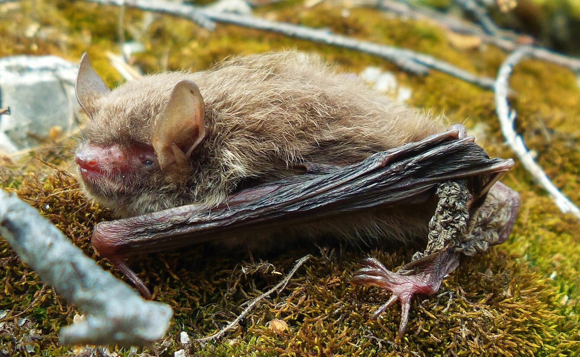 Летучая мышь Прудовая ночница. Ночница Брандта (Myotis brandtii (Eversmann, 1845)). Ночница Брандта Myotis brandtii. Летучая мышь длиннохвостая ночница.