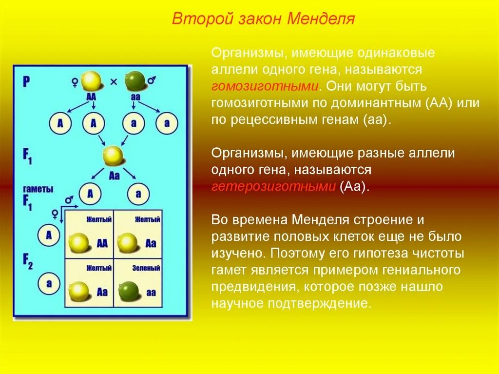 Наследственные задатки по менделю. Закон чистоты гамет Менделя. 2 Закона Менделя по биологии. 2 Закон Менделя закон чистоты гамет. Гипотеза чистоты гамет Менделя.