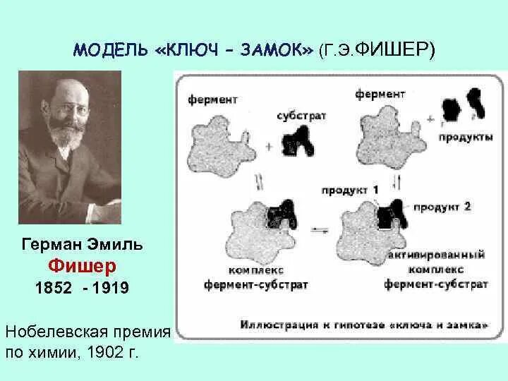 Фермент ключ субстрат замок. Модель Фишера ферменты. Гипотеза ключ замок ферменты. Теория Фишера ключ-замок.