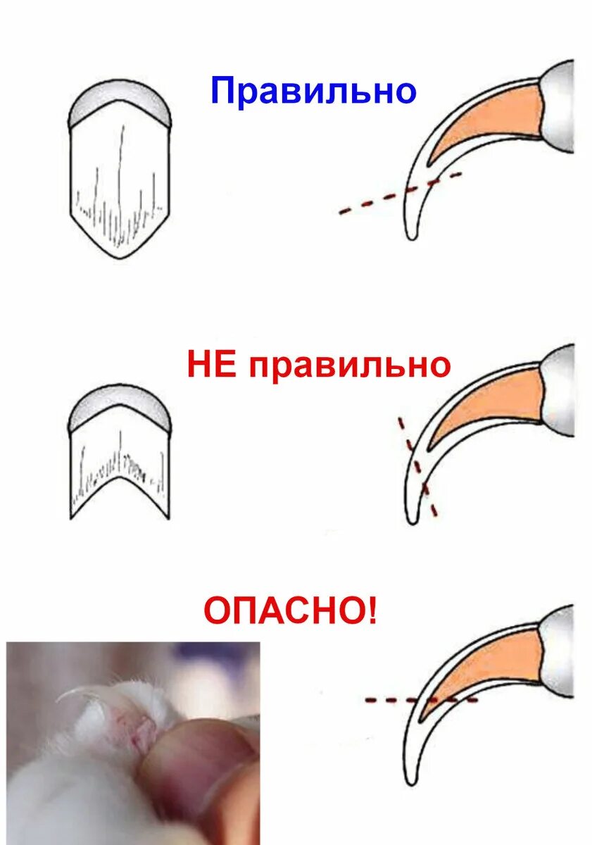 Как правильно стричь когти. Как правильно стричь когти