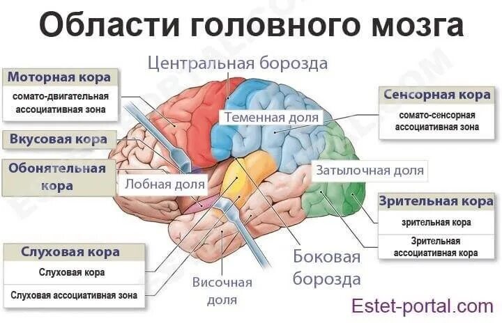 В какой доле слуховая зона. Нейронные связи головного мозга. Функционирование головного мозга. Структуры головного мозга. Мозг человека Нейроны.