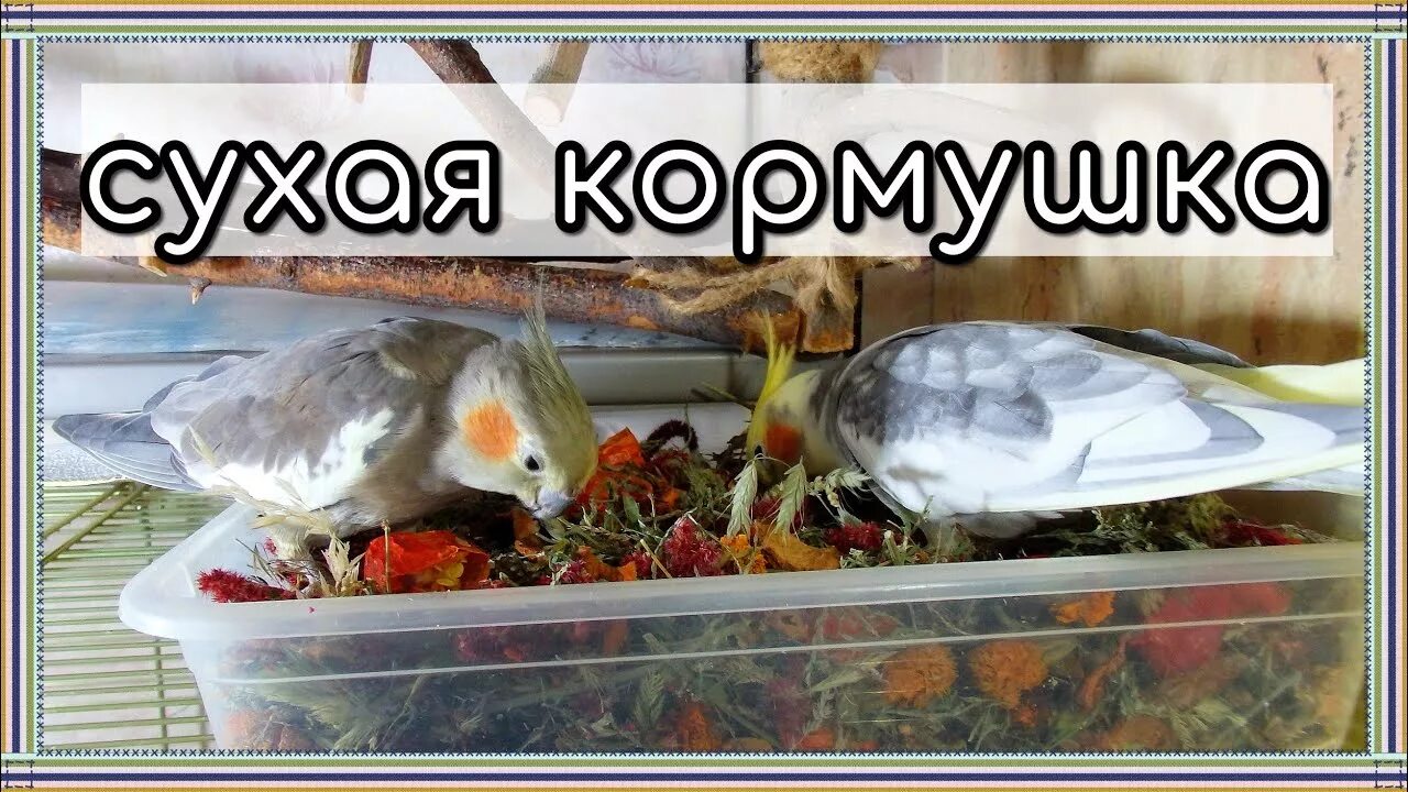 Что можно давать из еды волнистому попугаю
