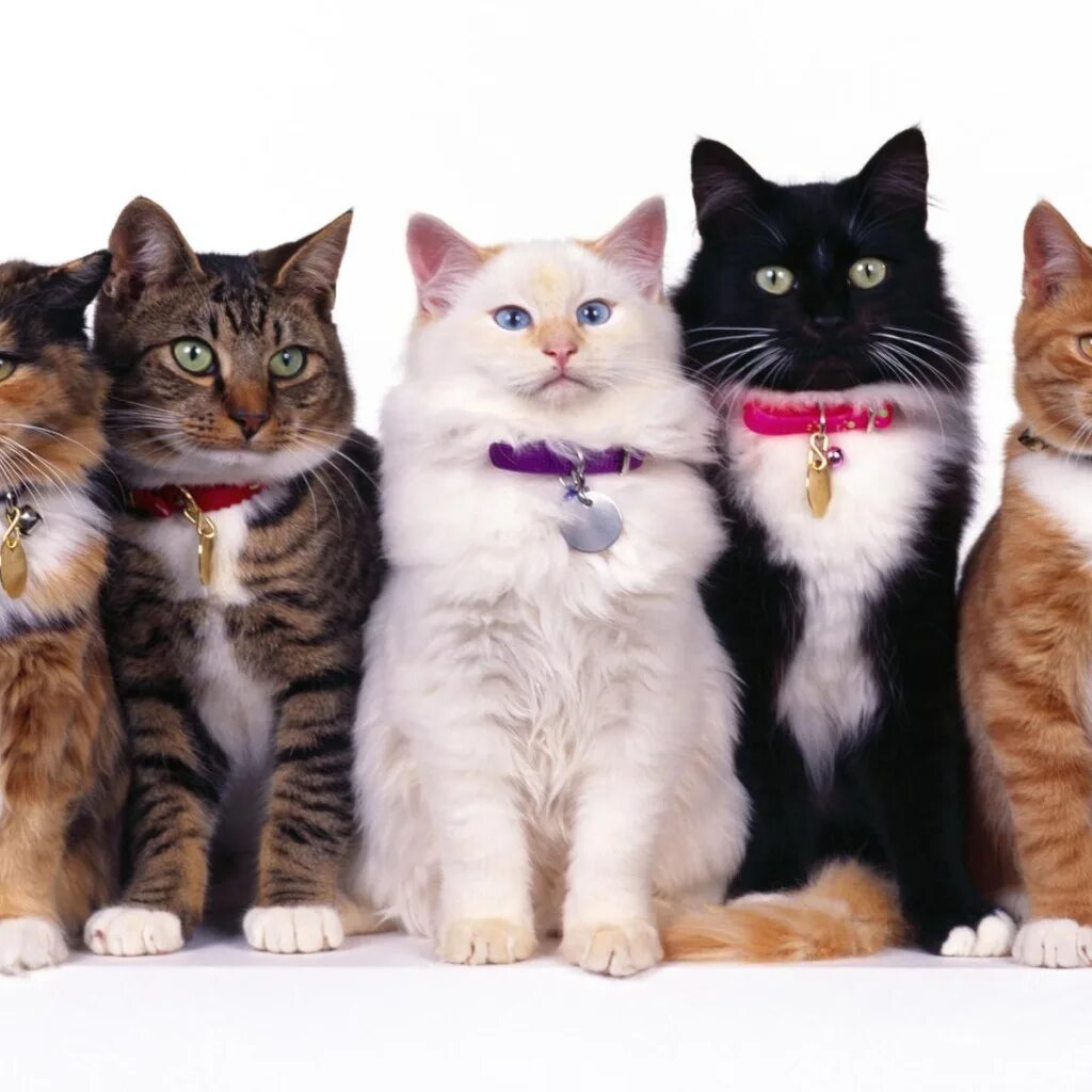 Кот тремот. Три кошки. Разные кошки. Породистые кошки. Много кошек.
