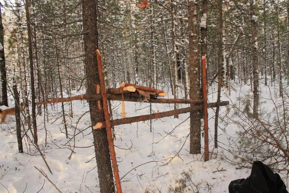 самолов кулемка. капкан кулемка на куницу. ловушка кулемка на соболя. охота кулемки на соболя. кулемки на соболя.