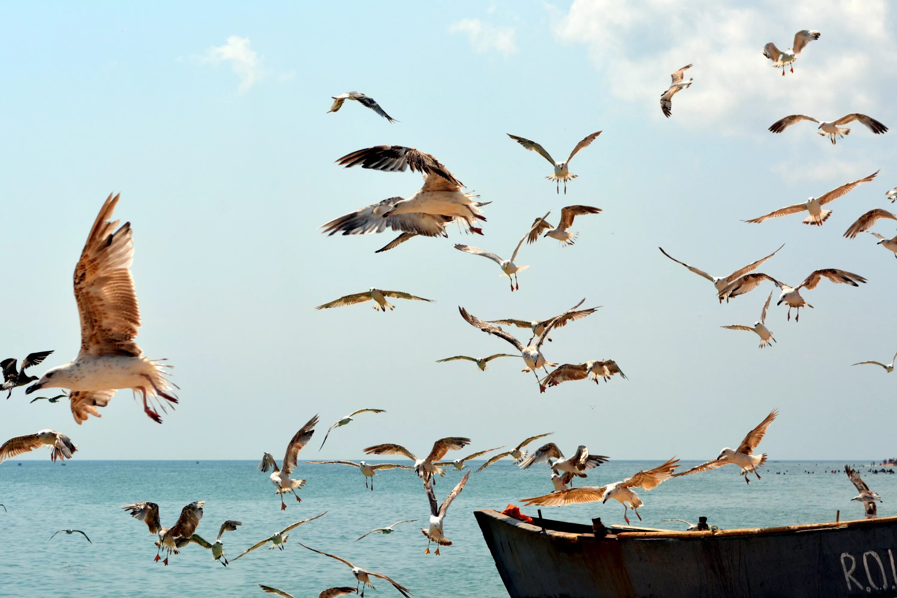 Птицы летающие под водой. Птица в полете. Море птицы. Много птиц. Чайки.