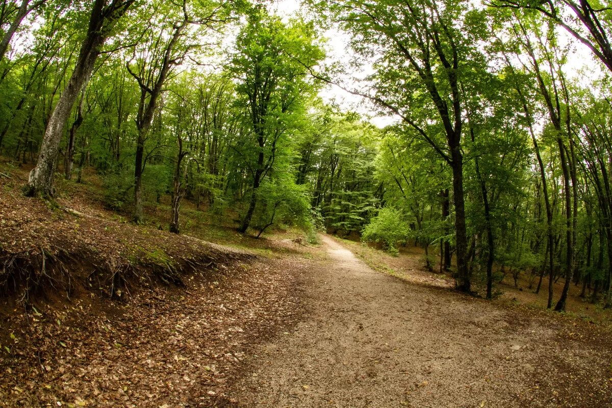 какие леса в крыму. агармышский лес в крыму. кесслерский лес симферополь. какие леса в крыму. крым старокрымский лес.