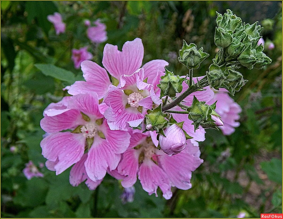 просвирник 6 букв кроссворд. просвирник 6 букв кроссворд. просвирник 6 букв кроссворд. просвирник 6 букв кроссворд. просвирник 6 букв кроссворд.