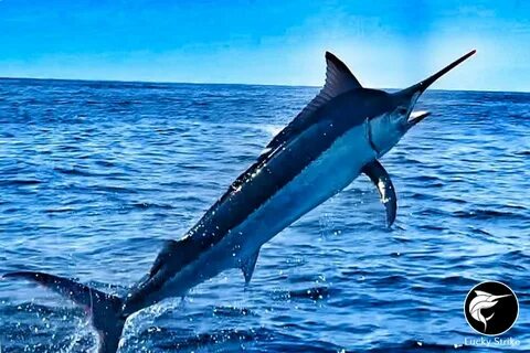 Black marlin
