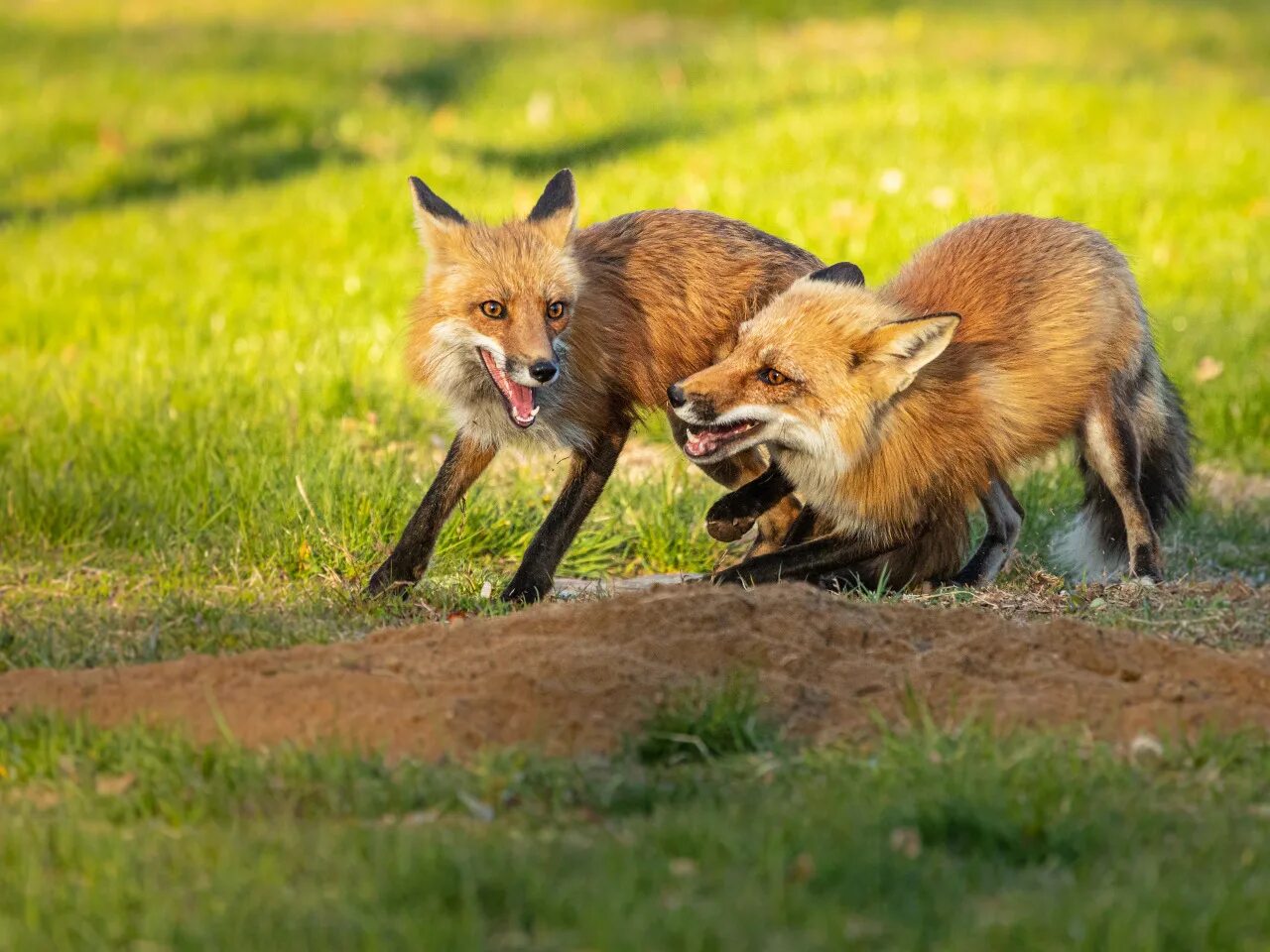 Лиса. Лиса с лисятами. Лисья стая. Две лисы. Fox ii