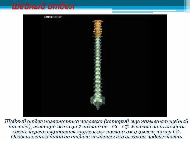 Шейные позвонки. 7 Позвоночник. Номера позвонков в позвоночнике человека. Где находится 7 шейный позвонок.