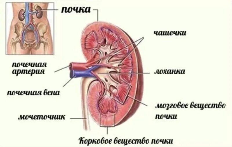 Строение человека почки расположение. Почки анатомия расположение. Схема расположения почек у человека. Местоположение почек в организме