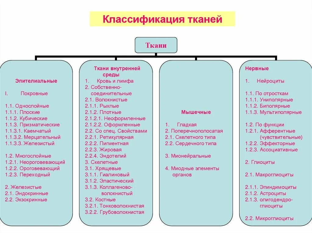Принципы классификации тканей. Классификация тканей гистология. классификация тканей тканеобразование гистология. структурно-функциональная классификация тканей. классификация тканей на группы гистология.