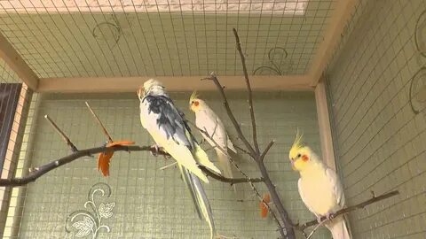 Песенки для кореллы