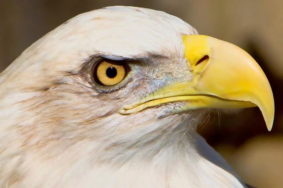 Eagle eye 7. Eagle eye movie. Грозная птица. Eagle eye. Eagle eye.