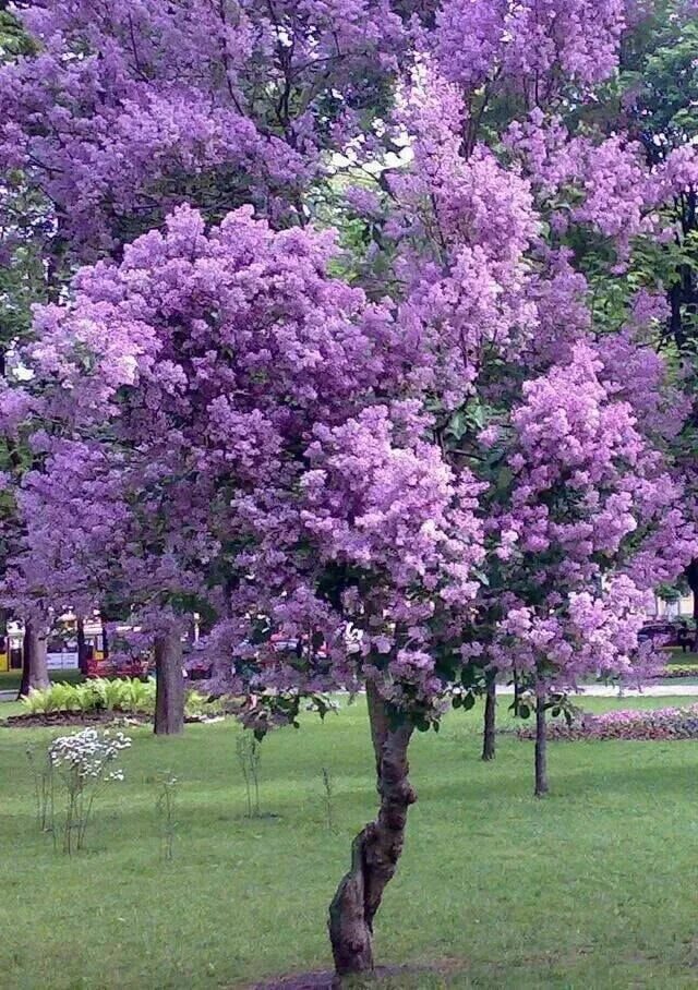 Miss Kim Lilac Tree Lilac tree, Korean lilac tree, Patio plants