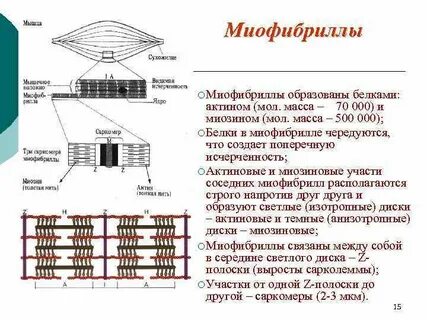 Основные белки миофибрилл