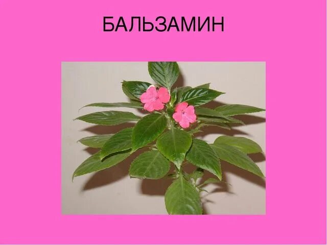 Как сохранить бальзамин зимой. Бальзамин огонек. огонек цветок бальзамин. бальзамин фуксия.