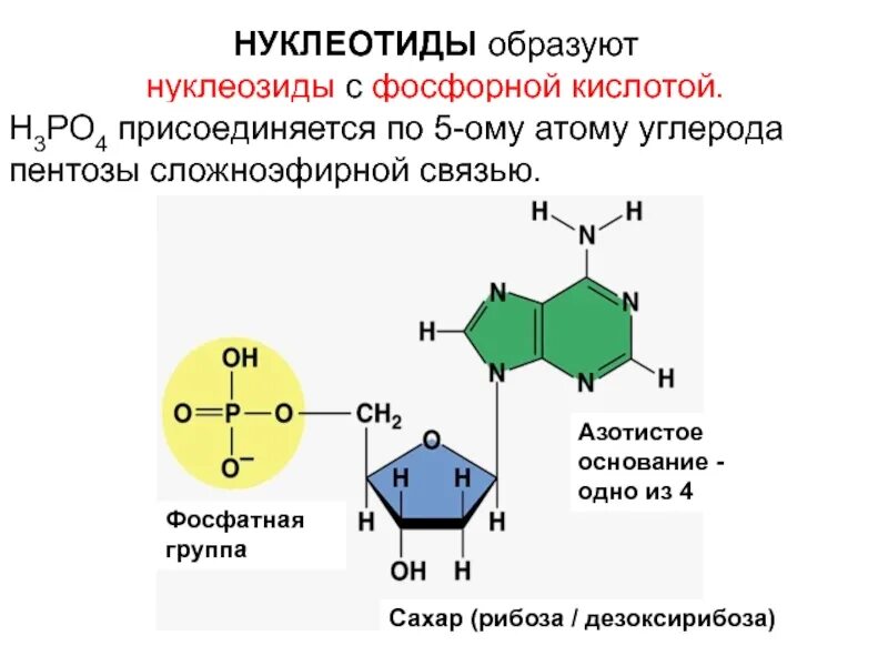 Нуклеотиды нуклеозиды нуклеиновые кислоты. Нуклеотид с урацилом соединения. Структура нуклеозидов и нуклеотидов. Нуклеозид и нуклеотид отличия.