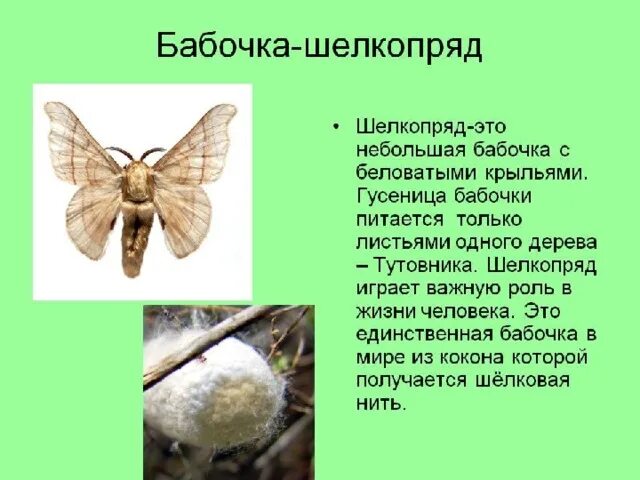 Шелкопряд фото - DelaDom.ru