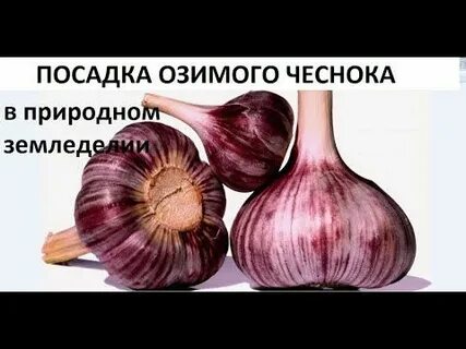 Голова садовая посадка чеснока