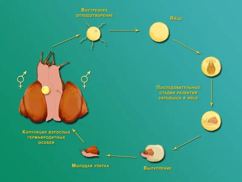Улитка егэ. Цикл развития моллюсков схема. Цикл развития брюхоногих моллюсков. Схема развития брюхоногого моллюска. Жизненный цикл виноградной улитки.
