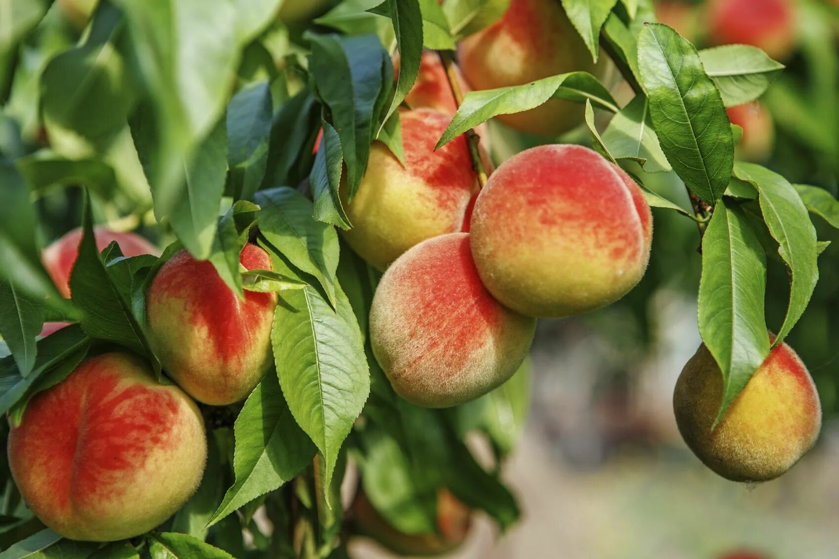 Peach tree