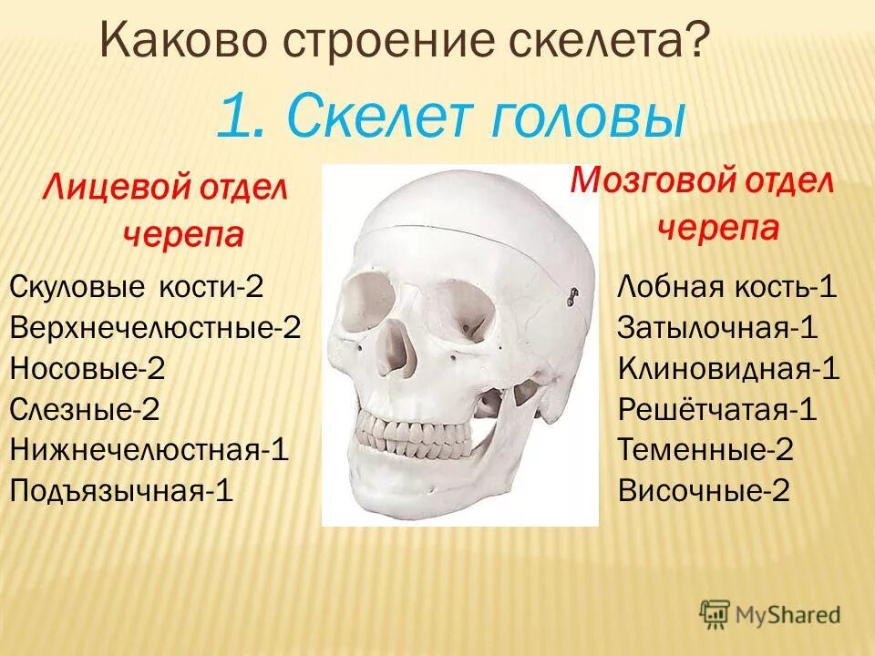 Кости в скелете млекопитающих соединяются между собой