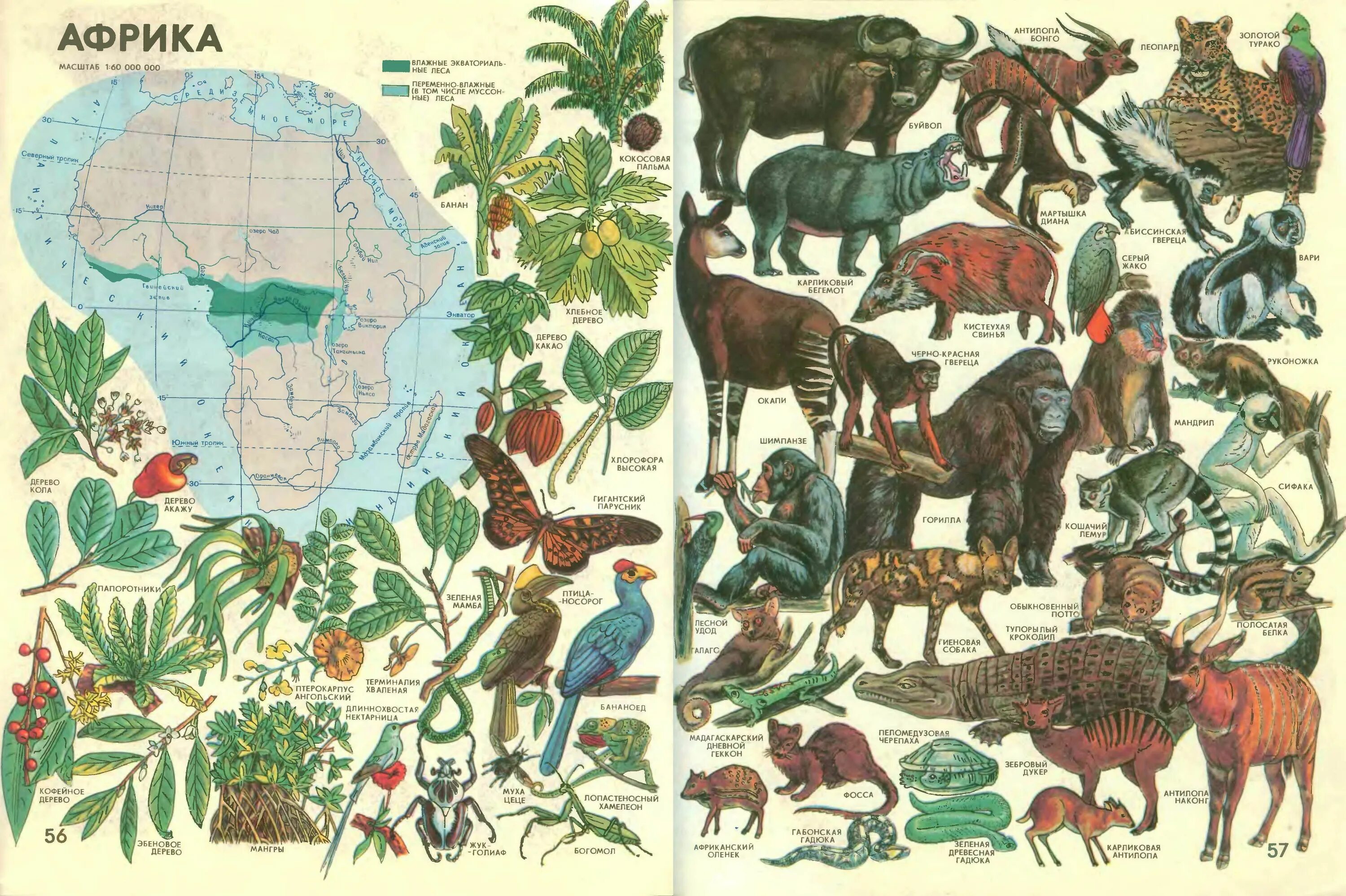 Африки животный география. Атлас мир и человек Африка. Животный мир Африки карта. Животные Африки на карте. Карта Африки с животными и растениями.
