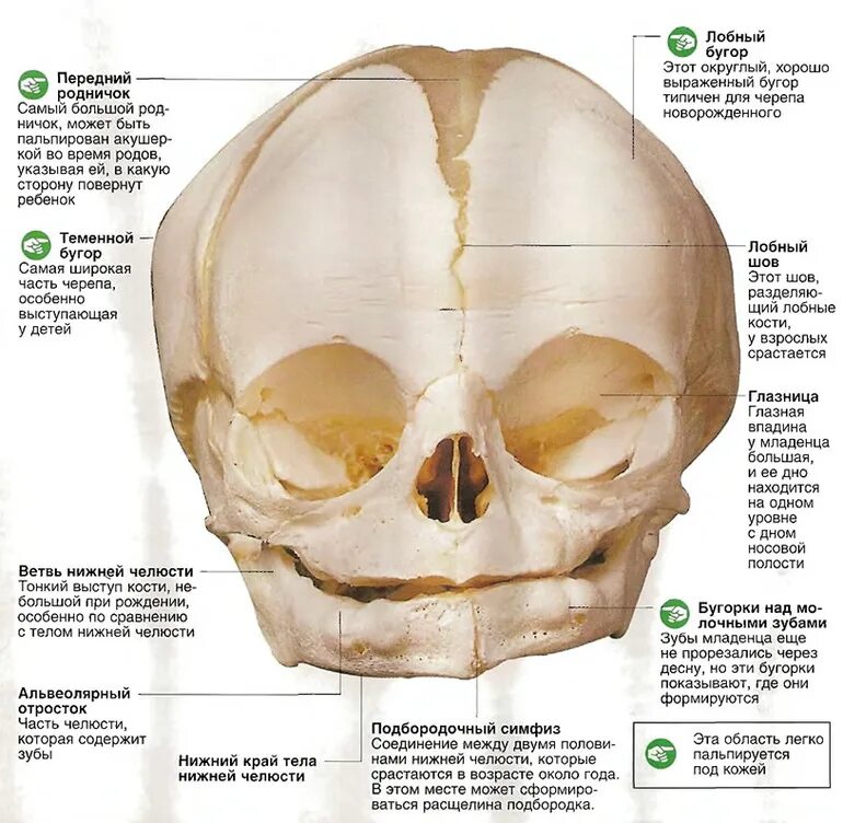 9 родничков. Строение скелета черепа новорожденного ребенка. Череп младенца анатомия строение. Строение черепа кости.