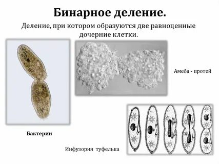 Бинарное деление образуются двуядерные и многоядерные клетки