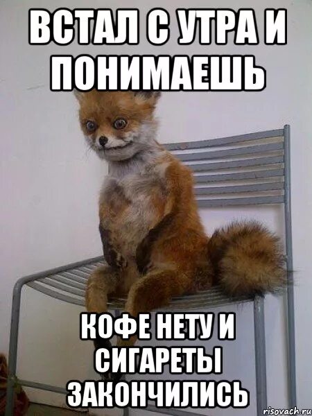 Варианты нету. Упоротая лиса с кофе. кофе закончился. варианты мем. кофе и сигареты мем.