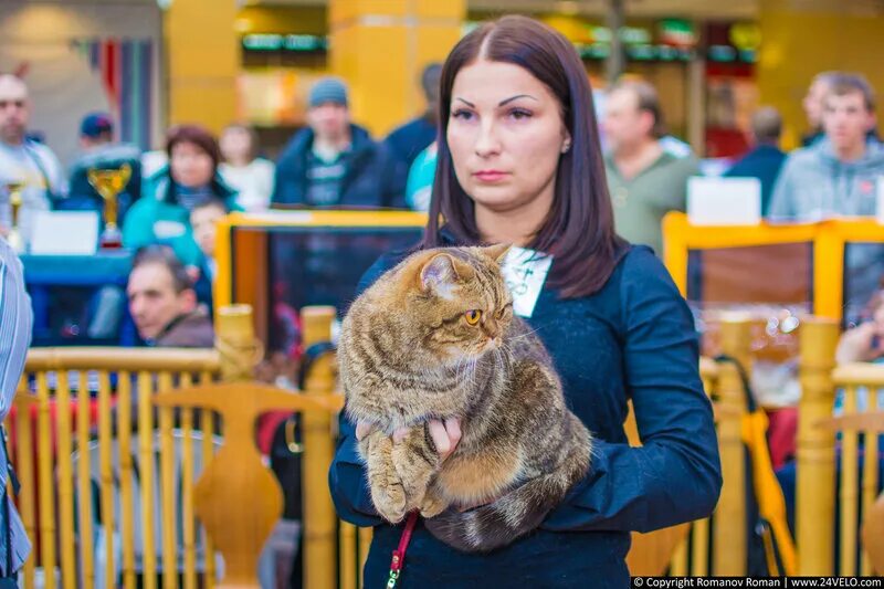 Выставка кошек кемерово 2024. Выставка кошек. Выставка кошек Красноярск. Выставка кошек в Москве. Выставка кошек ВДНХ.