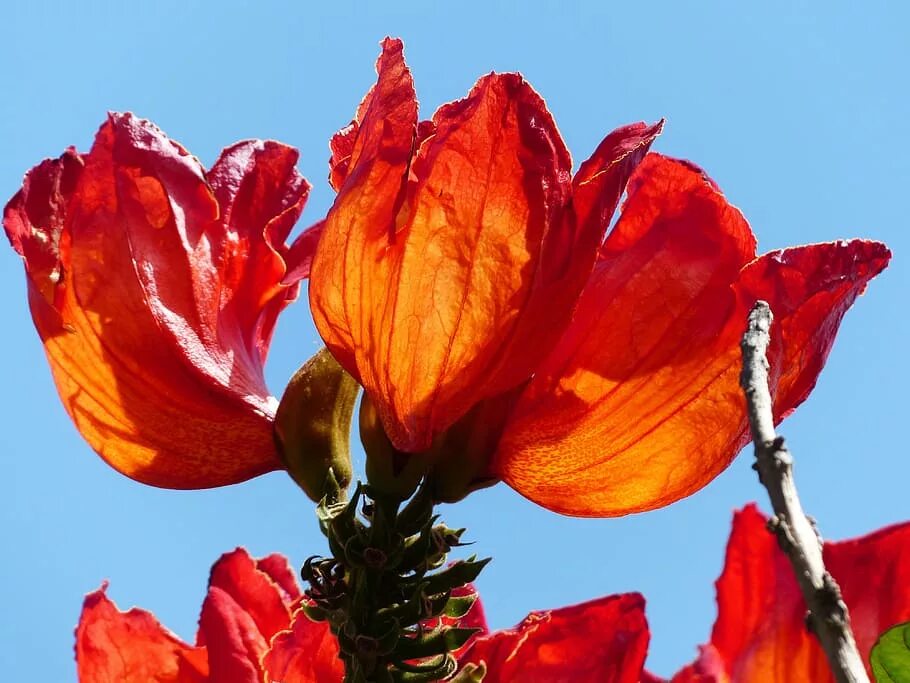 Tulip tree