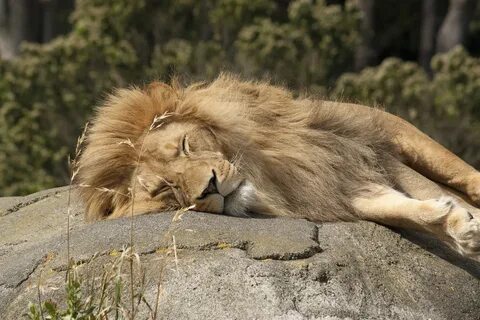 A lion sleep during the day