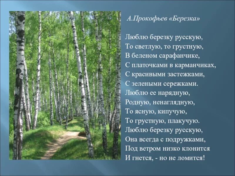 Стих березка. Прокофьев береза стихотворение. Стихотворение Березка Прокофьев. Прокофьев люблю березку русскую. Прокофьев стих про березу.