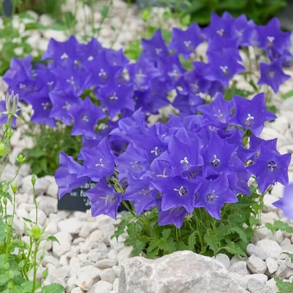 Кампанула Карпатский колокольчик. Колокольчик Карпатский (Campanula Carpatica). Колокольчик Карпатский Блю клипс. Как посеять колокольчик