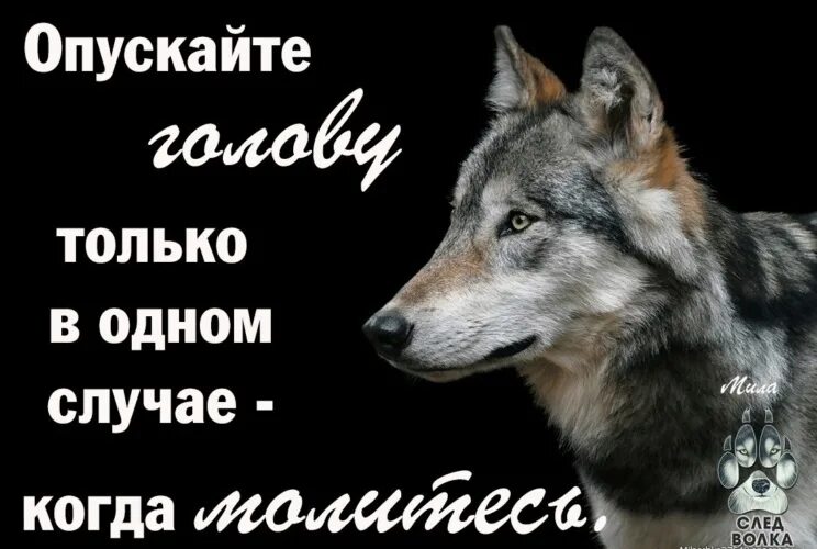 Пословица с волками жить по волчьи. С волками жить по Волчьи выть. С волками жить по Волчьи. Поговорка с волками жить по Волчьи выть. Среди Волков жить по Волчьи выть.