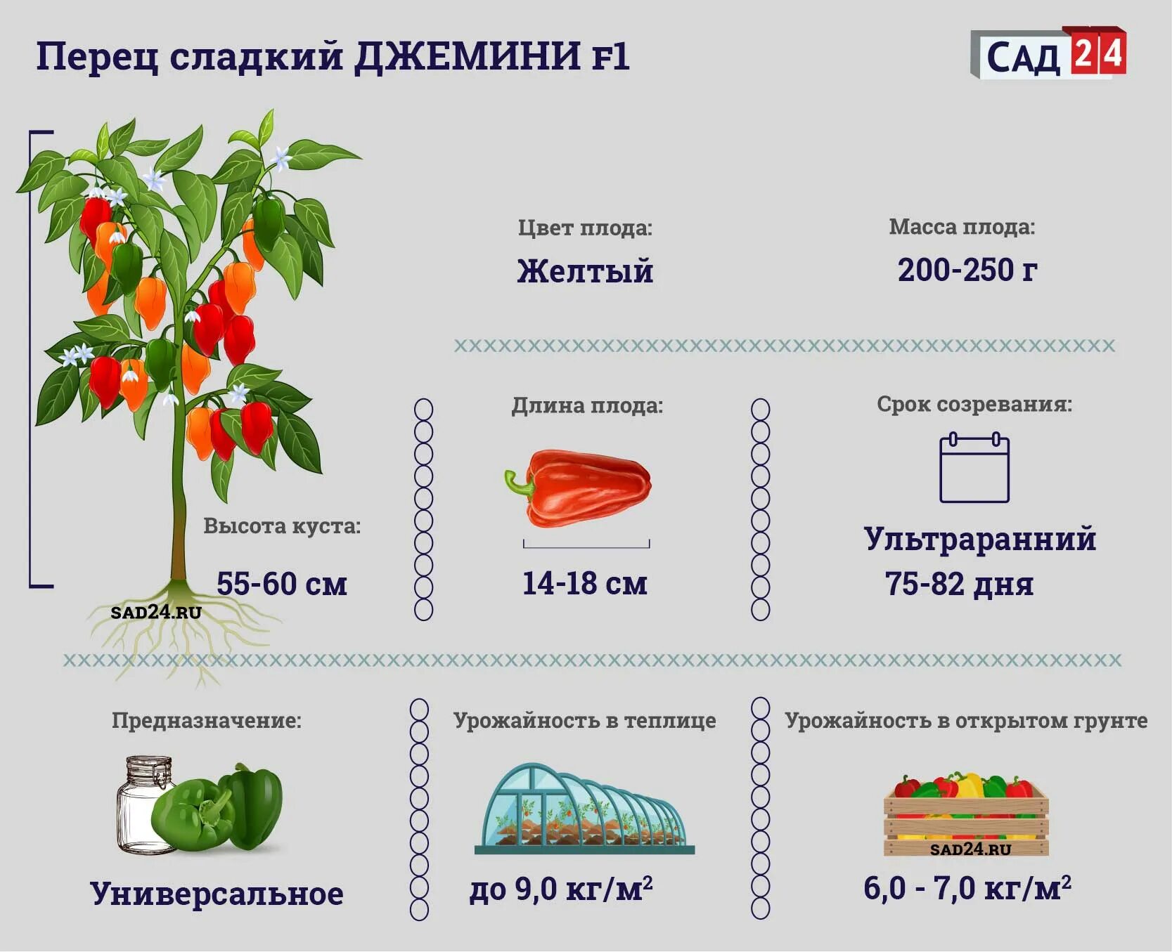 Перец Уральский толстостенный золотой f1 описание. Перец сорт красный куб. Перец сладкий царица f1. Плод сладкого перца. Перец кубышка характеристика