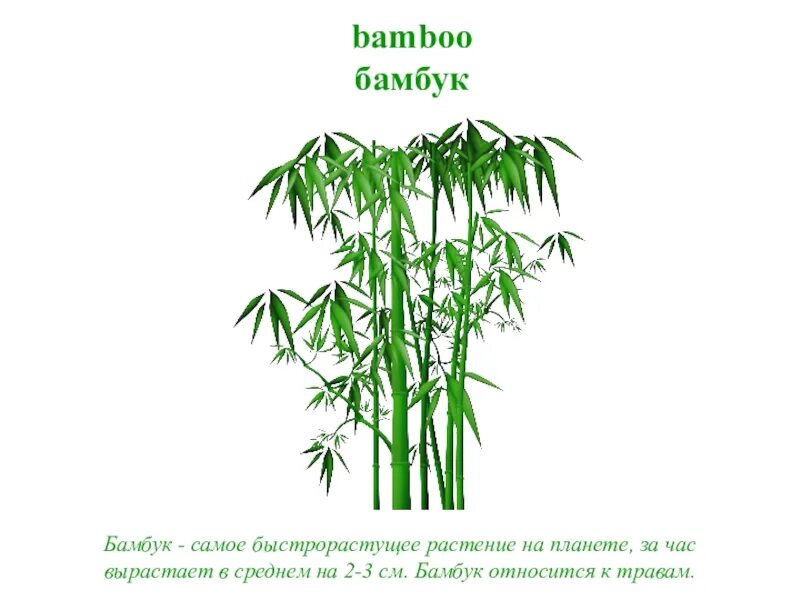 Рост бамбука. Бамбук быстрорастущее растение. Самый бысро оастуший бамбук. Строение бамбука. Рост бамбука за сутки