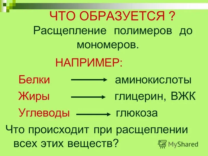 Обеспечивает расщепление полимеров до мономеров. Расщепление белков жиров и углеводов до мономеров. Расщепление полимеров до мономеров в клетке происходит в. Мономеры белков жиров и углеводов. Молекулярные основы наследования и изменчивости.