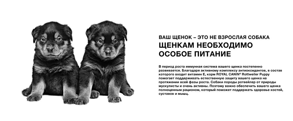 Питание ротвейлера по возрасту таблица Growth Of Puppy Rottweiler Stock Photo Download Image Now iStock