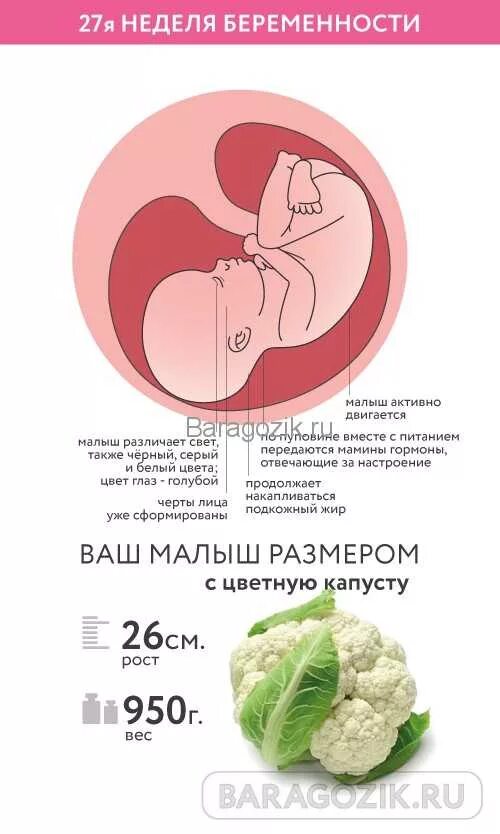 Рост ребенка в 27 недель беременности. Плод на 26-27 неделе беременности. Размер плода на 25-26 неделе беременности. 27 неделя беременности что происходит с мамой