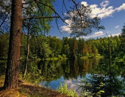 Пейзаж река и лес