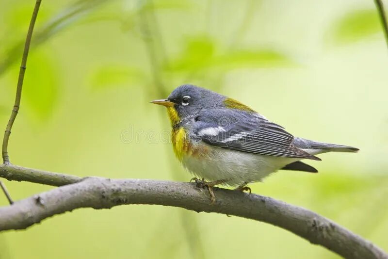 New throated. Parula Warbler.