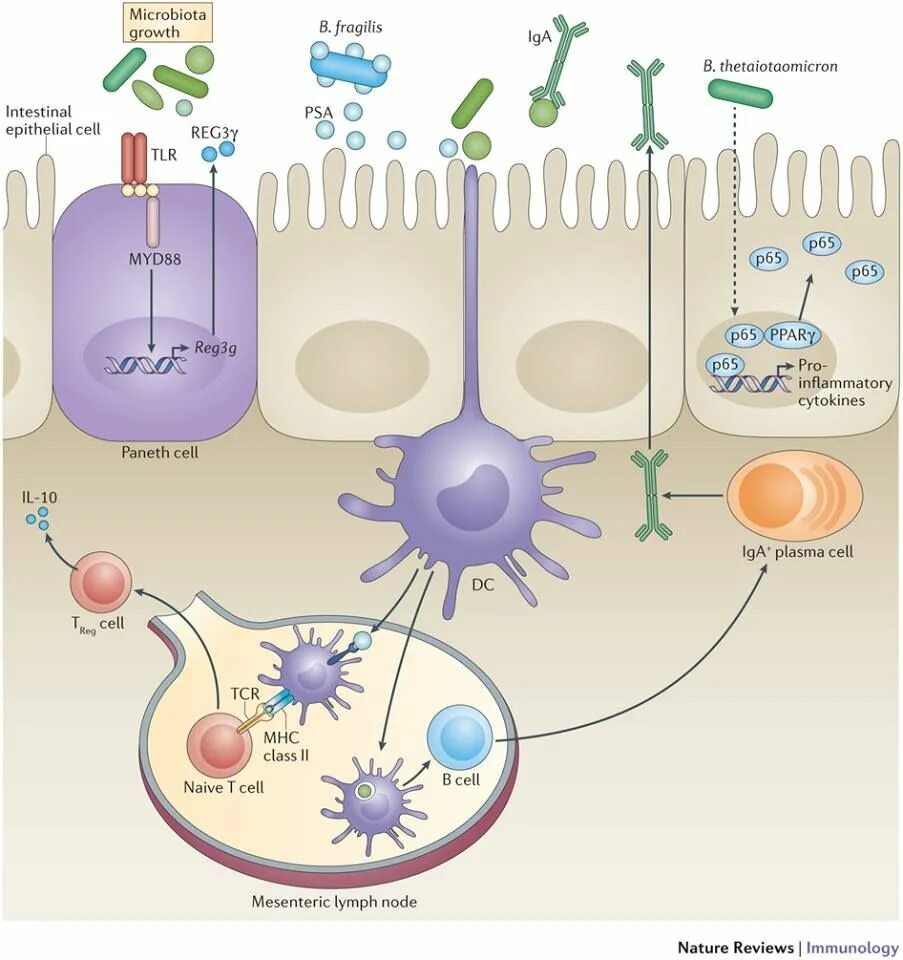 Иммунология. Микробиота это иммунология. Intestinal microbiota. Сит иммунология. Иммунная система бактерий