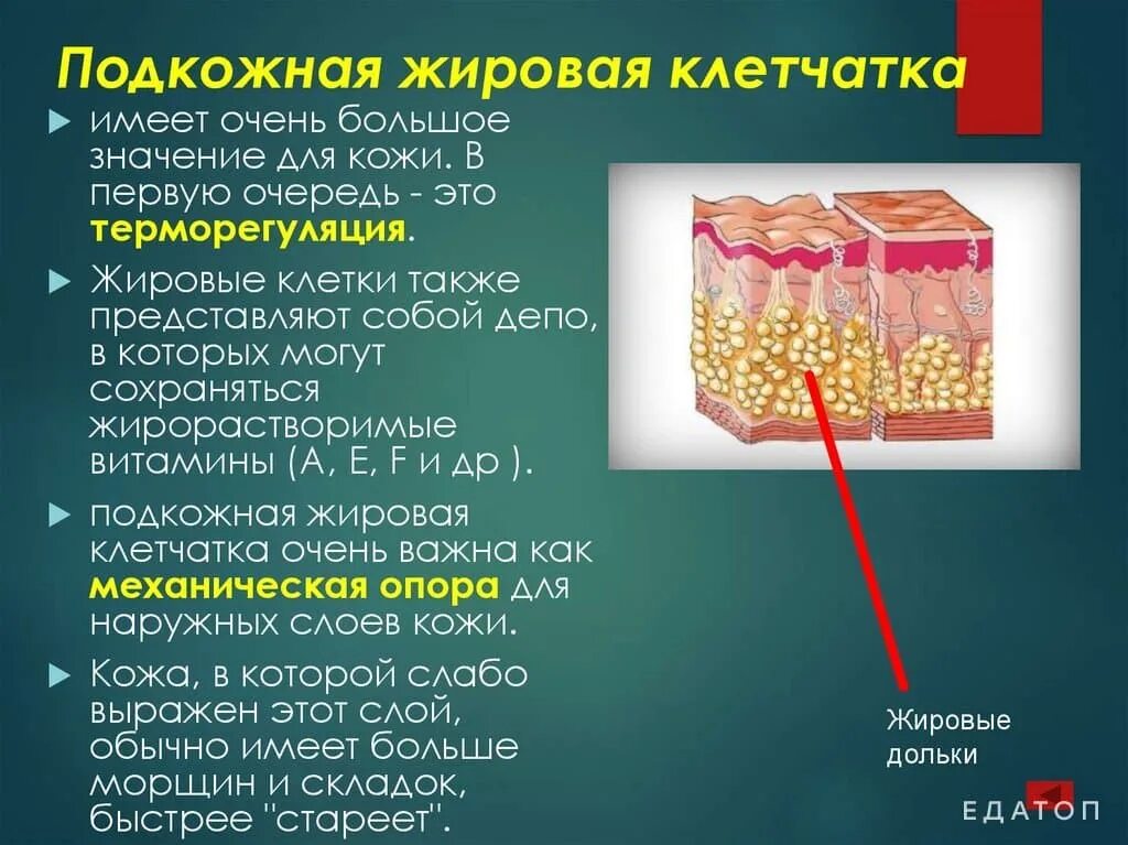 Плотный появление. Функции подкожной жировой клетчатки. Гиподерма это подкожная жировая клетчатка. Ячеистая подкожно жировая клетчатка. Подкожно жировая клетчатка функции.