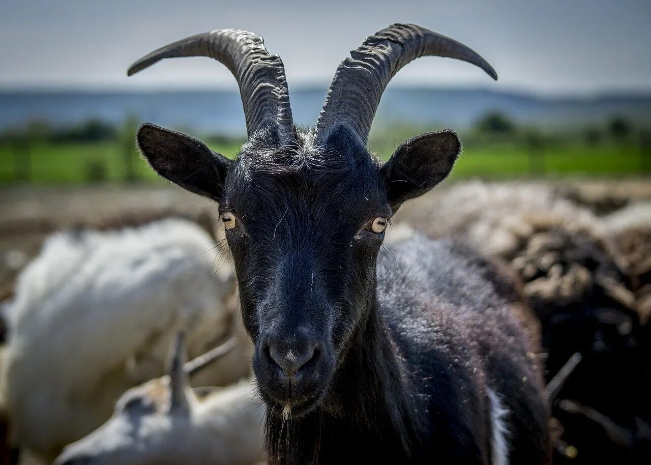 К чему снятся рога козла. Нубийский козел рогатый. Черная коза Румыния. Анатолийская черная коза. Нубийская коза черная с рогами.