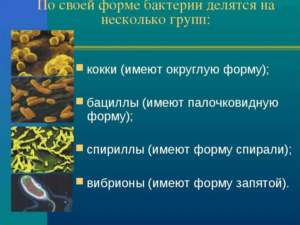 Урок бактерии 7 класс биология. Царство бактерии строение биология. Строение и жизнедеятельность бактерий. Формы бактерий. Строение и формы бактерий.