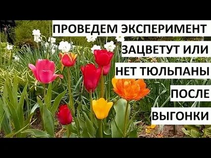 Поливают ли тюльпаны после посадки осенью